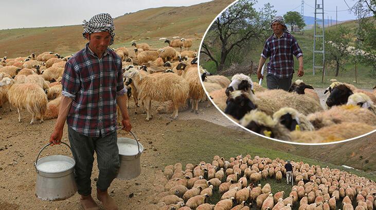 Başlık parası için Türkiye'ye geldi, çobanlık yaparak para topluyor