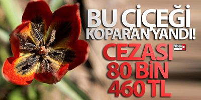 Bu çiçeği koparan yandı, cezası 80 bin 460 TL