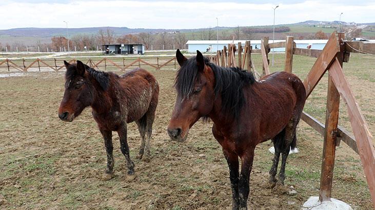 Yük taşımacılığından kurtarılan atlar, rehabilitasyona alındı