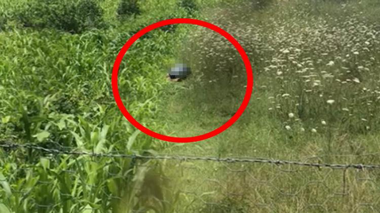 .. Tarlada köpeğe cinsel istismar! Hayvan Hakları Yasası'nda ilk uygulama Bartın’da