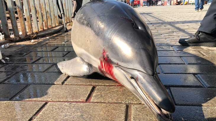  2 metrelik ölü yunus balığı...