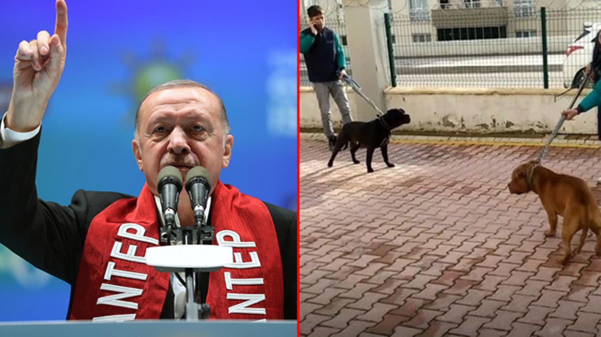  Beyaz Türkler, sahip çıkın hayvanlarınıza
