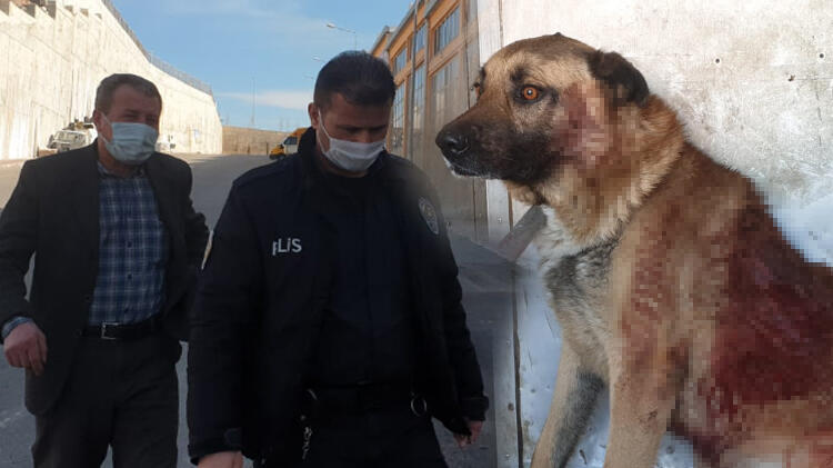  Gören de adam öldürdük sanır