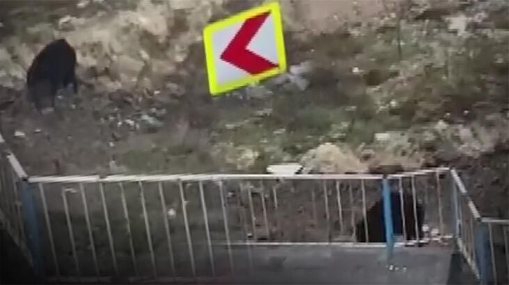  İstanbul'da aç kalan domuz, şehir merkezine indi!