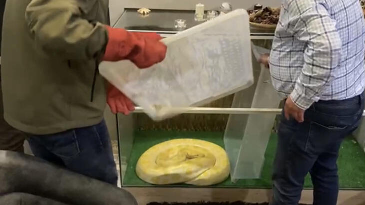  İstanbul'da bir evde 3 metrelik piton bulundu! 2 kişi taşıdı