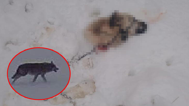  Kayseri'de aç kalan kurtlar, kangal köpeğini yedi
