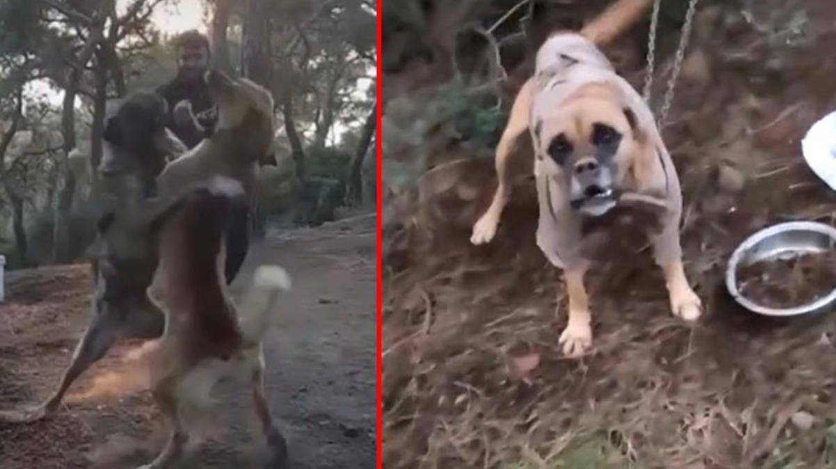  Kulaklarını kestikleri köpekleri kanlı kapışmaya sürüklediler