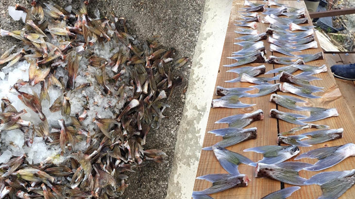  Mersin'de 15 balıkçıdan balon balığı avı! Binlercesi ele geçirildi