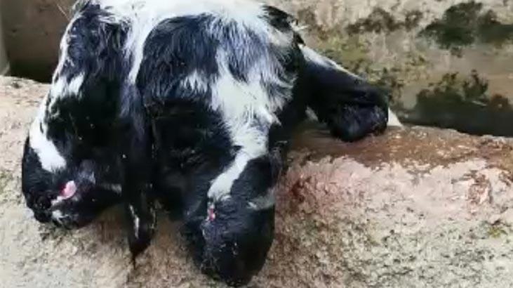 10 dakika yaşadı! 'Ömrümde ilk kez başıma geldi'