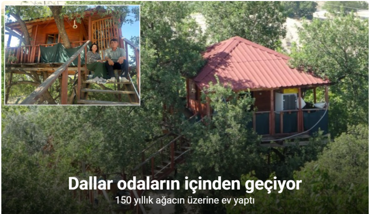 150 yıllık ağacın üzerine ev yaptı: Dallar odaların içinden geçiyor