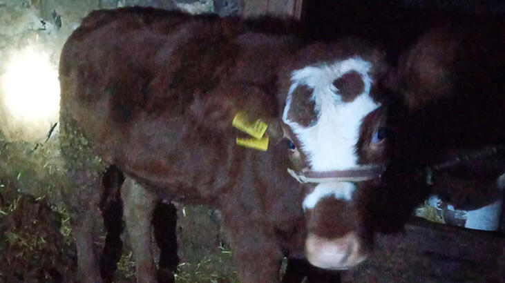 2 aylık buzağıya cinsel saldırı cezasız kaldı