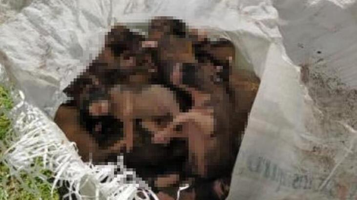 20 yavru köpeği çuvallara koyup dereye attılar