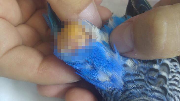 33 gramlık kuşun karnından 8 gram tümör çıkarıldı