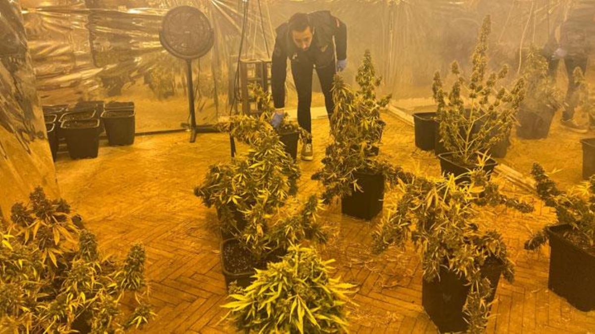 5 katlı iş merkezinin terasını uyuşturucu tarlasına çevirmişler