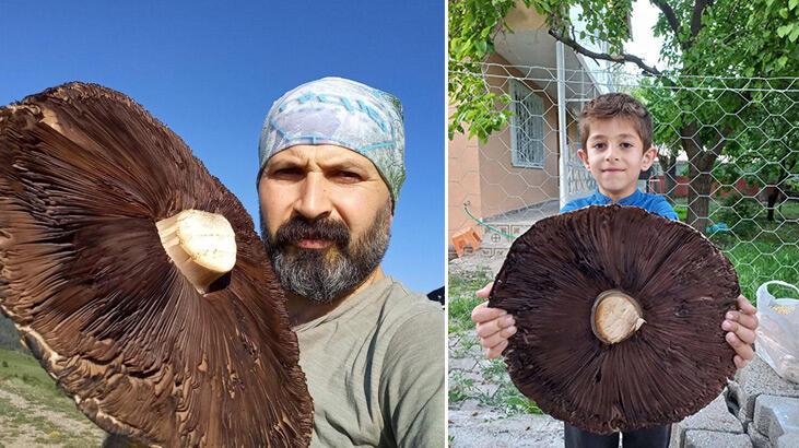 6 kiloluk devasa mantarlar görenleri şaşırttı