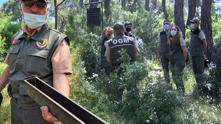 Adalar'da ağaçlara 12 dişli kabuk böceği tehdidi