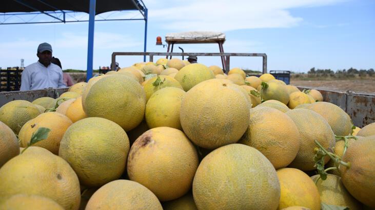 Adana'da kavun verimiyle üreticinin yüzünü güldürdü