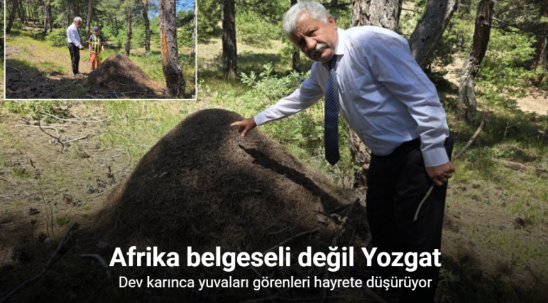 Afrika belgeseli değil Yozgat: Dev karınca yuvaları görenleri hayrete düşürüyor