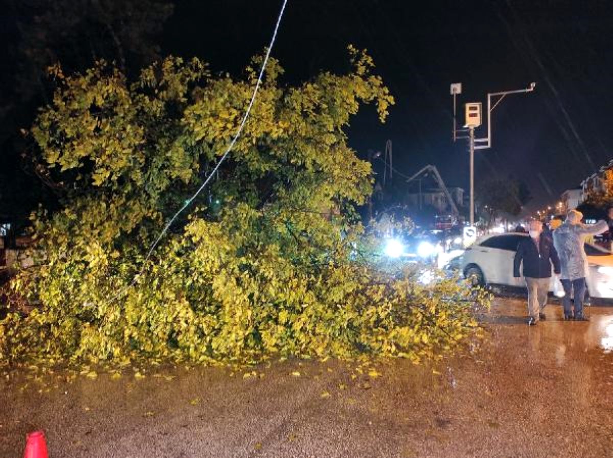Ağaç yola devrildi, sürücü son anda kurtuldu