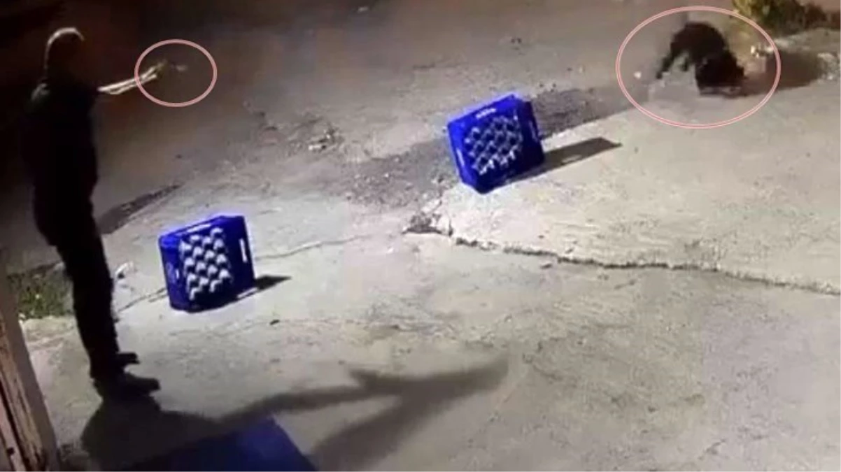 Ağaca bağlı köpeğe kurşun yağdıran saldırganın ifadesi ortaya çıktı! Arkadaşına saldırdığı için öldürmüş