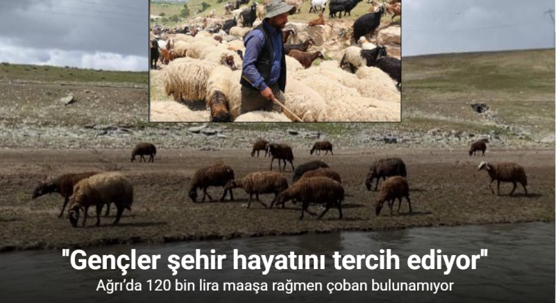 Ağrı’da 120 bin lira maaşa rağmen çoban bulunamıyor