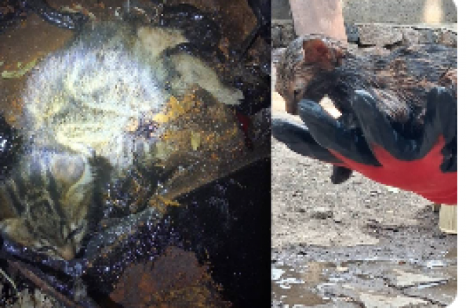 Ağrı’da ziftin içine giren yavru kedi ölümden döndü