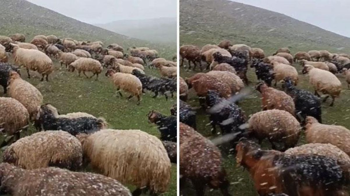 Ahlat'ta mayısta kar sürprizi! Koyunlar merada kara yakalandı