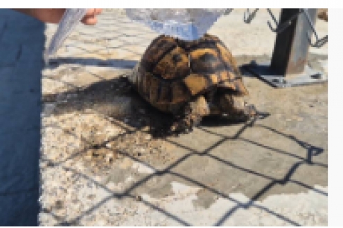 Alevlerin arasından kurtarılan kaplumbağaya vatandaş sahip çıktı