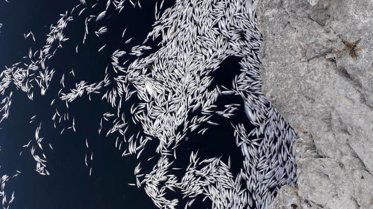 Ankara'da barajdaki balık ölümlerine inceleme