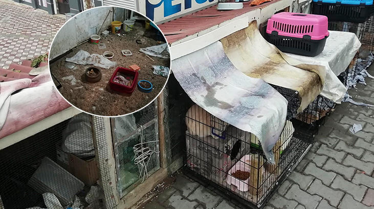 Ankara'da isyan ettiren görüntü! Kafeslerde tutuldular...