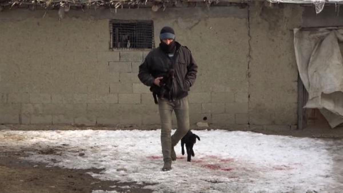 Anneleri ölen kuzuları evinde biberonla besliyor