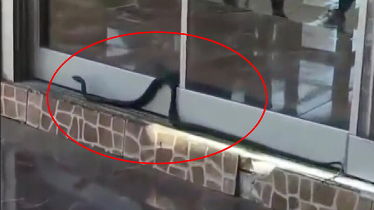 Antalya'da 1.5 metrelik yılan iş yerine girmeye çalıştı