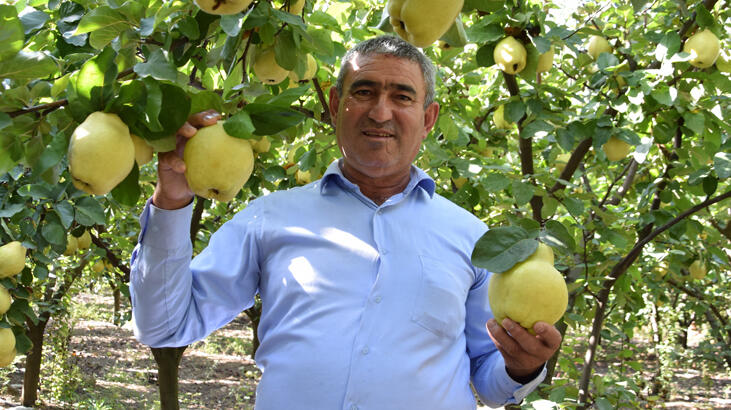 Antalya'da ayvadaki verim üreticinin yüzünü güldürdü
