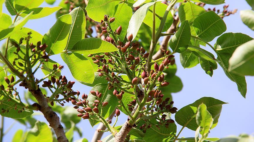 Antep fıstığı 94 ülkeye ihraç edildi