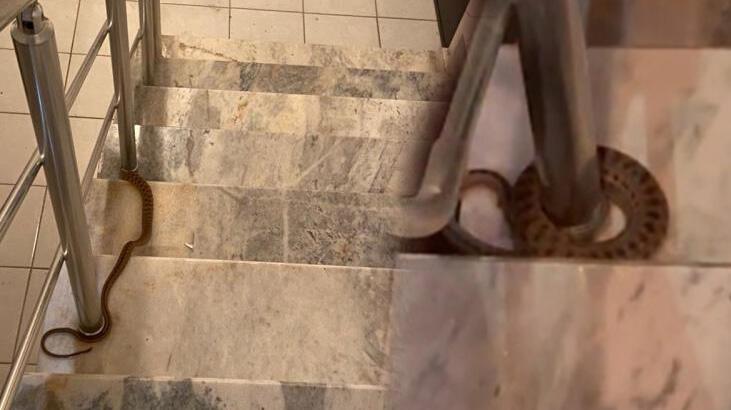 Apartmanın merdiven korkuluklarına sarılı yılan paniğe neden oldu