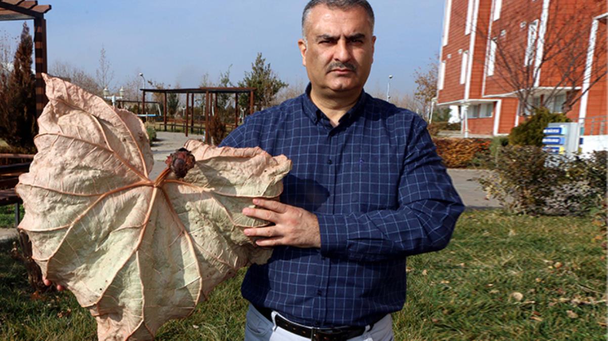 Arazi çalışmaları sonucunda keşfedilen Tel Işkını, dünyada sadece Adıyaman'da yetişiyor