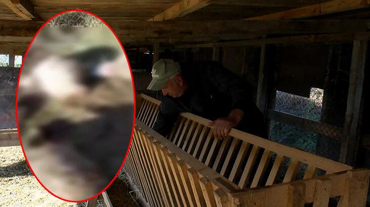 Arnavutköy'de köylerde kurt saldırısı iddiası! 18 koyun telef oldu