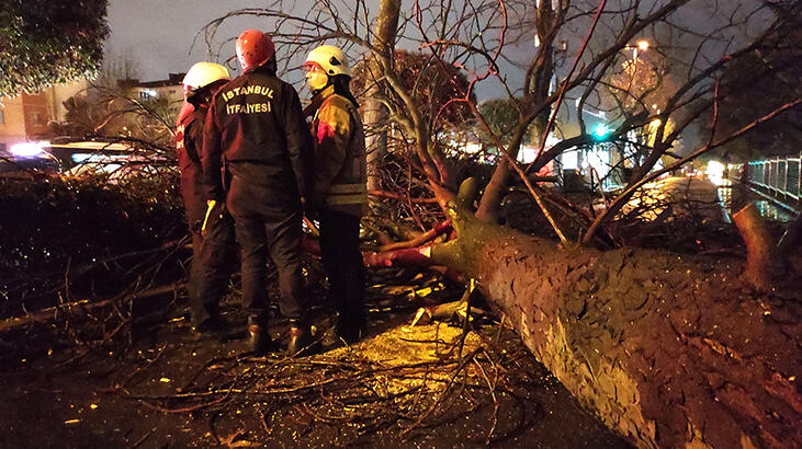 Asırlık çınar ağacı devrildi
