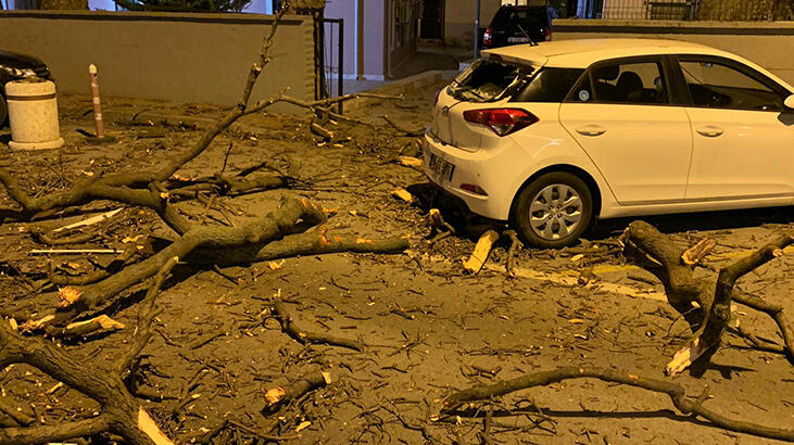 Asırlık çınar devrildi