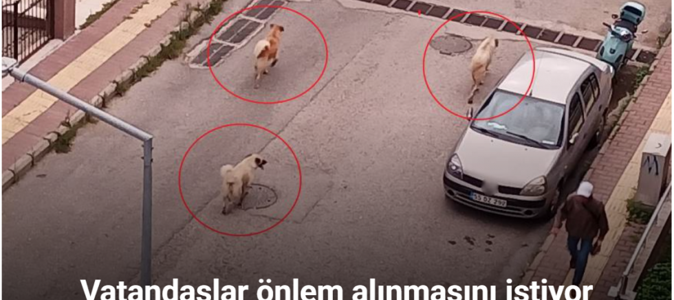 Atakum’da başıboş köpek tedirginliği
