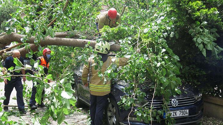 Ataşehir’de dut ağacı, otomobilin üzerine devrildi