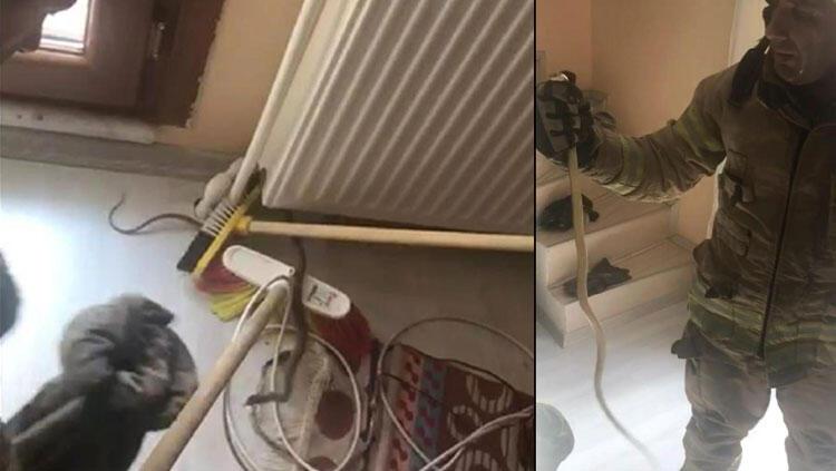 Avcılar'da eve giren yılan korku dolu anlar yaşattı