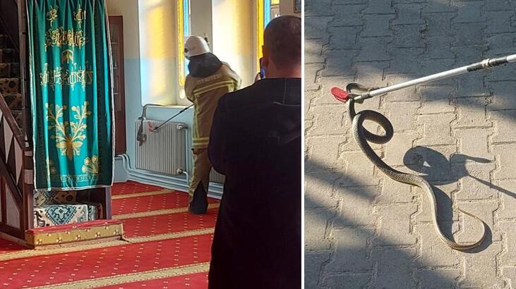 Aydın'da zehirli yılan paniği! Evin bahçesine girdi, aparatla yakalandı