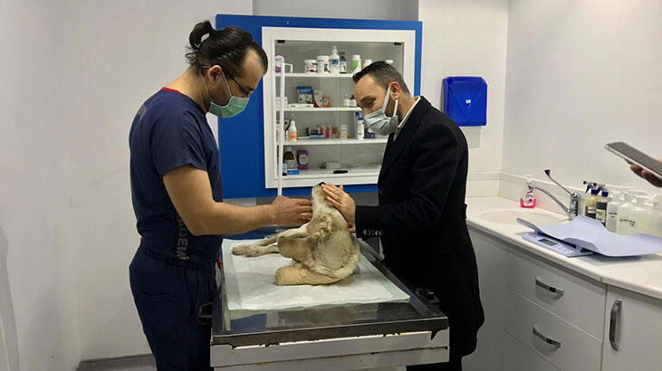 Bacakları kesilmiş olarak bulunmuştu... Pamuk'un tedavisi sürüyor