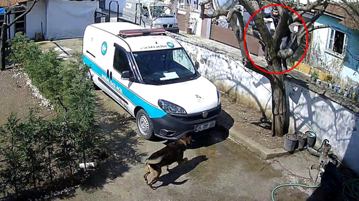 Bahçedeki köpekten korkan kuryenin panik anları izleyenleri güldürdü
