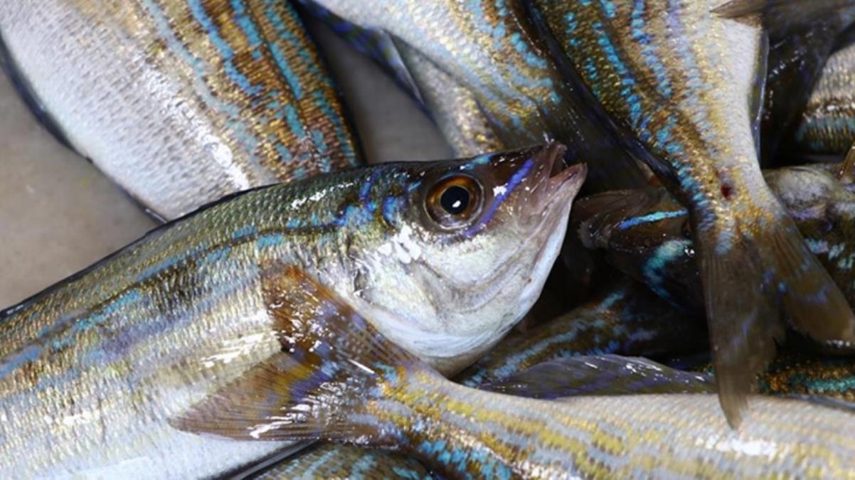Balıkçı tezgahlarının yeni gözdesi menekşe balığı oldu