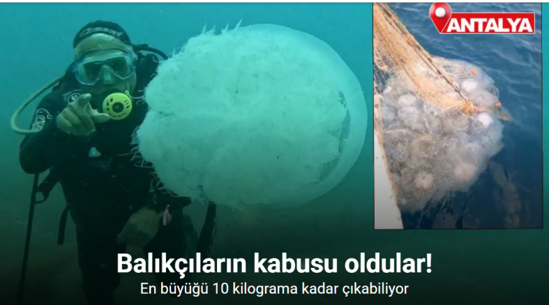 Balıkçıların kabusu oldular : Attıkları ağlara yüzlerce dev denizanası takıldı