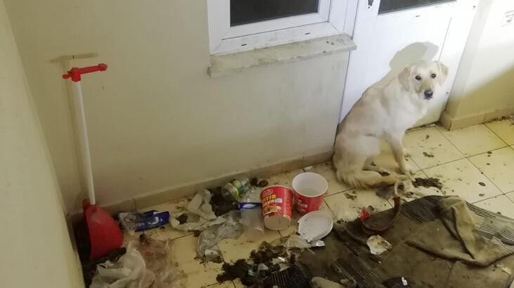 Balkonda bırakılınca aç ve susuz kalan köpeği itfaiyeciler kurtardı