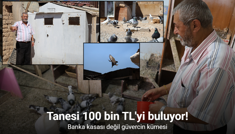 Banka kasası değil güvercin kümesi