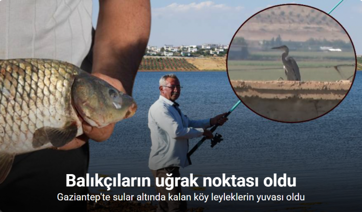 Baraj sularına gömülen köy, leyleklerin yuvası ve balıkçıların uğrak noktası oldu